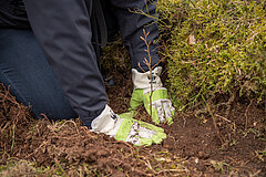 BMW BERLIN-MARATHON: Einpflanzung eines Baumes im Rahmen des Waldschutzprogramms zusammen mit dem WWF © SCC EVENTS