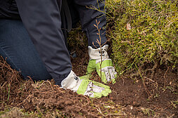 BMW BERLIN-MARATHON: Planting a tree as part of the forest protection program together with the WWF © SCC EVENTS